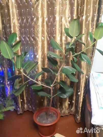 Фикус 4-5 лет