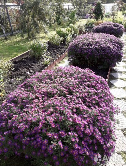 Карликовая многолетняя астра (октябрина)