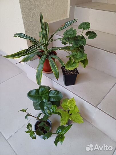 Комнатные цветы