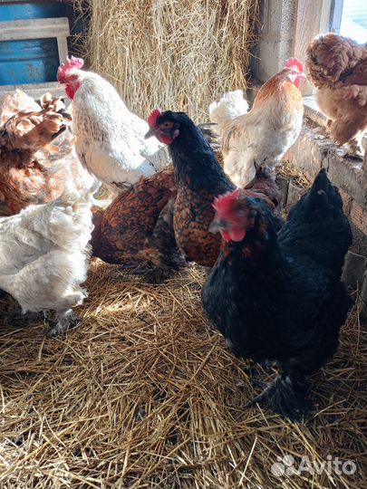 Соберу инкубационные яйца кур породы брама