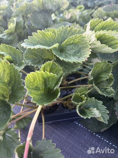 Рассада клубники