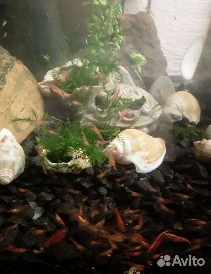 Аквариумная креветка молодняк