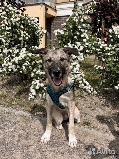 Щенок в добрые руки