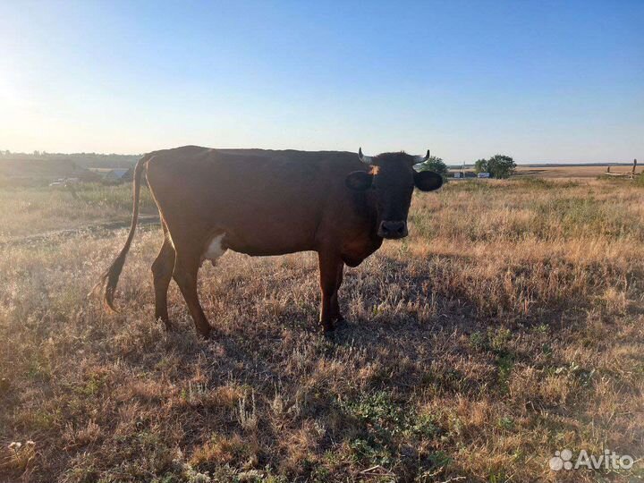 Корова стельная дойная