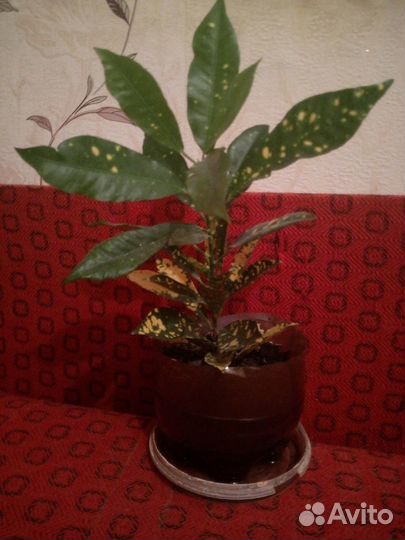 Кротоны (Кодиеумы пёстрые) Петра, Голд Cан