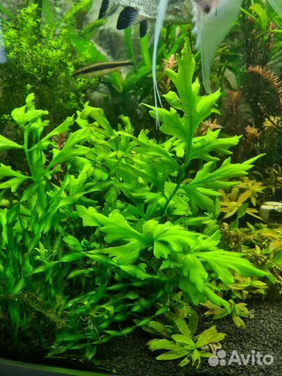 Набор растений для аквариума прополка