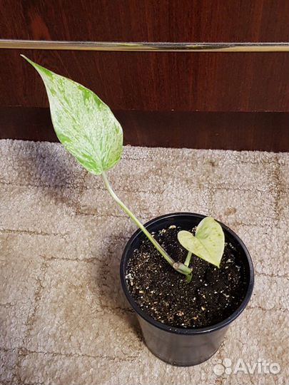 Сциндапсус