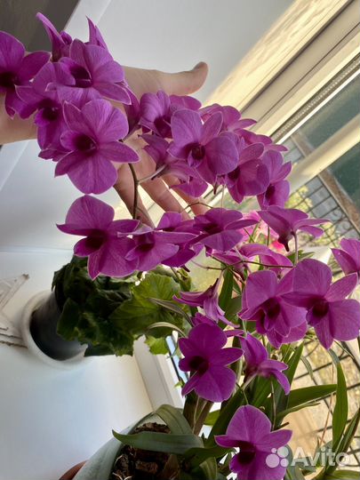 Орхидея дендрофаленопсис