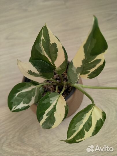 Вьющиеся растения эпипремнумы