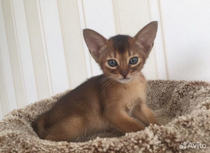 Абиссинские Виктор и Виктория