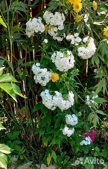 Многолетние неприхотливые растения для сада