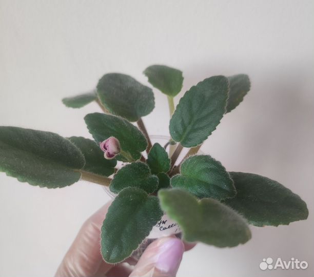 Цветущий стартер фиалка Сады Семирамиды