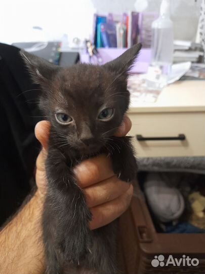 Котята и кот сфинксы