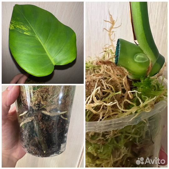 Монстера Альба, yellow splash, Реверса