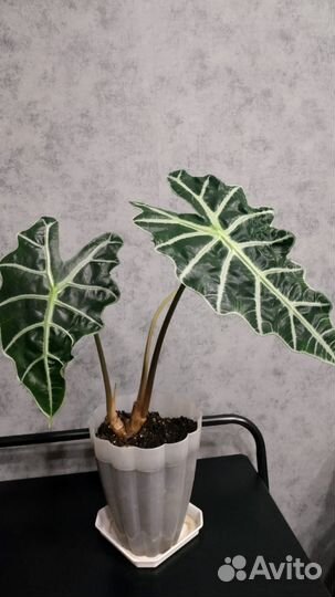 Комнатные растения