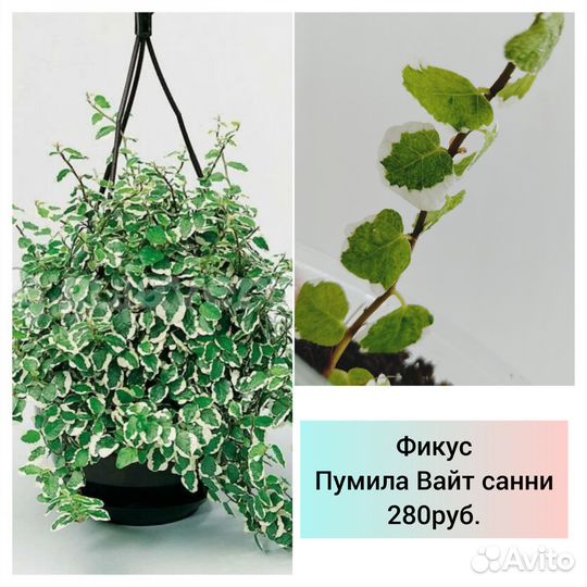 Алоказми и сциндапсусы