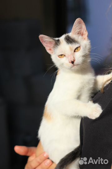 Кошечка, 4 месяца, в добрые руки