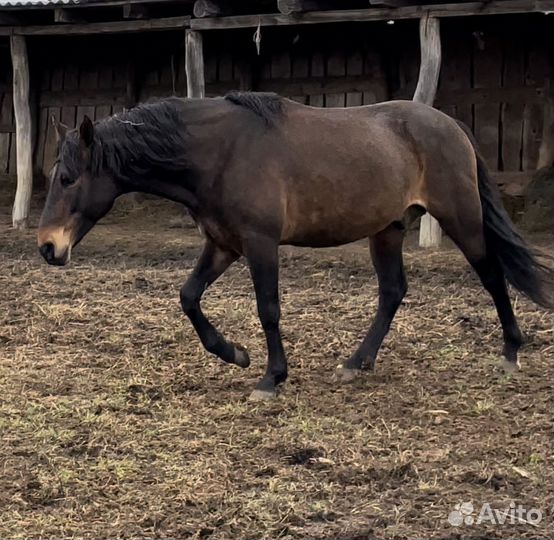 Карачаевский жеребец