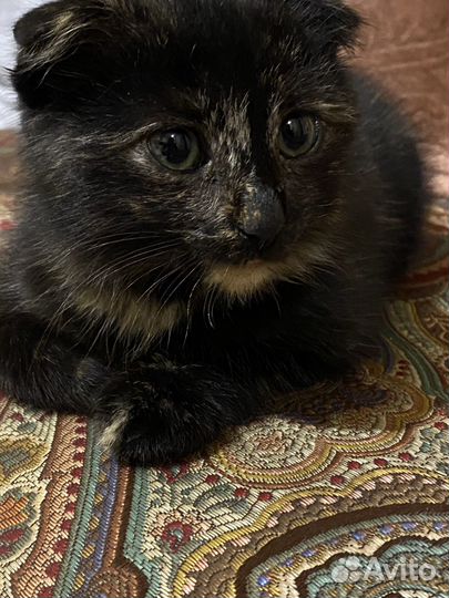 Шотландский котенок