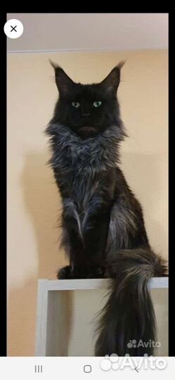 Мейн-кун вязка