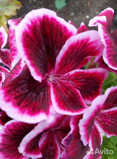 Герань королевская