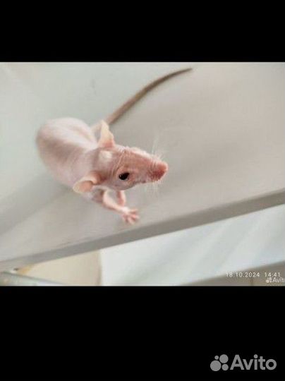 Продам крыс