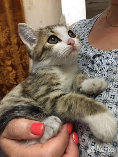 Котята в добрые руки (поселок Роза)