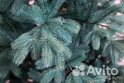 Елка литая голубая