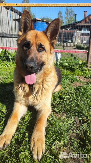 Кобель для вязки немецкая овчарка