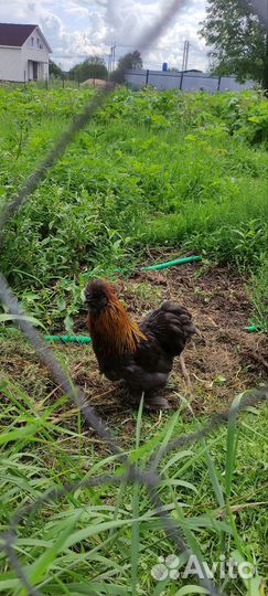 Петух карликовый кохинхин