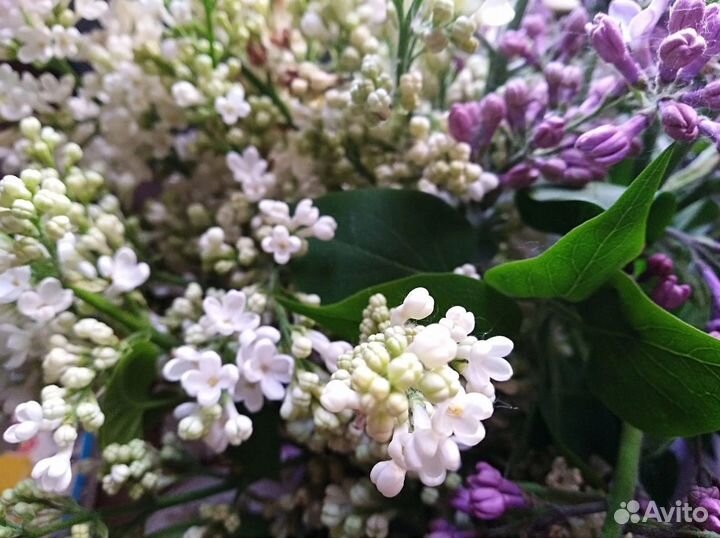 Саженцы белой душистой сирени