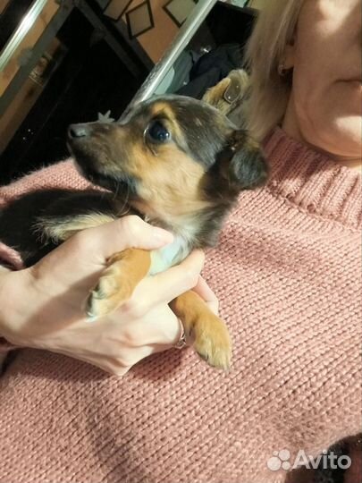 Отдам бесплатно в добрые руки