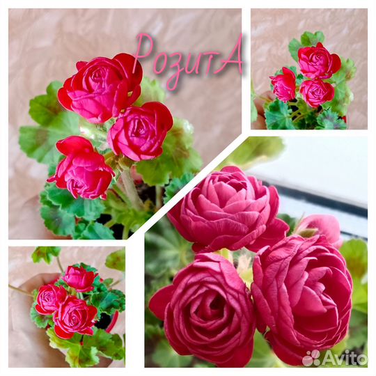 Пеларгония герань