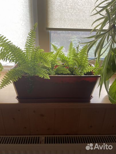 Антуриум Кавалли Лила,Вайт,Грин Ягуар Сакура Париж