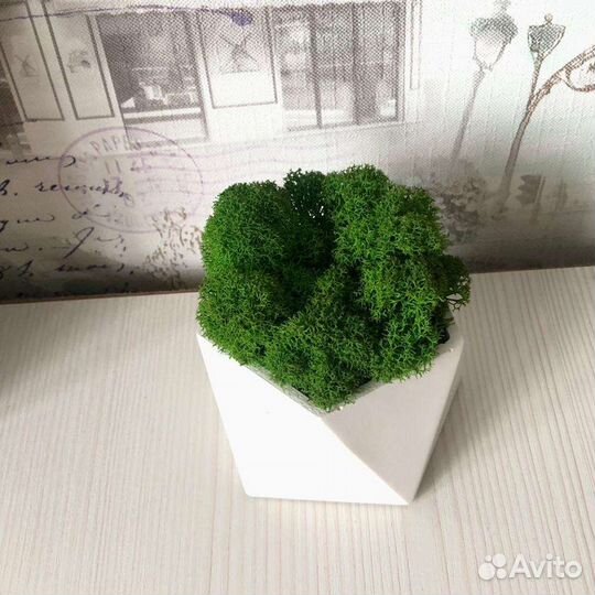 Стабилизированный мох в кашпо