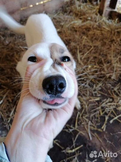 Зайка ищет дом