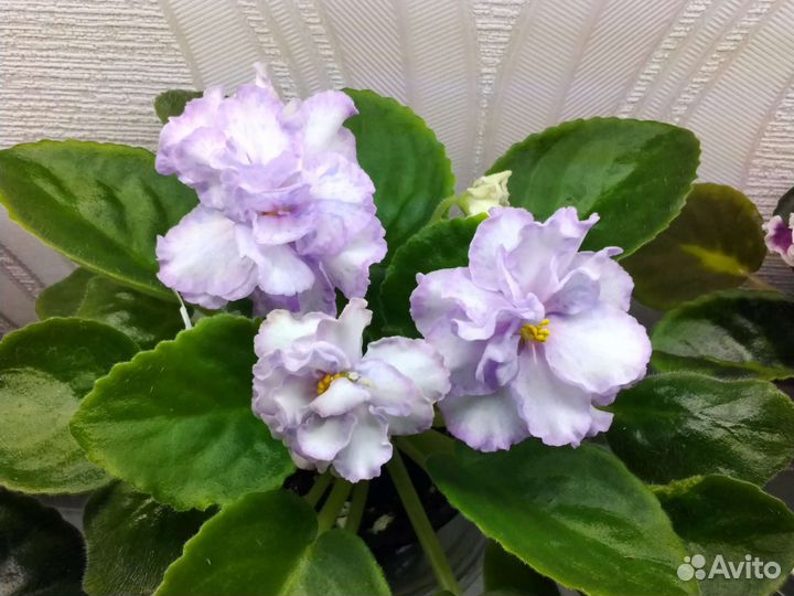 Продажа фиалок