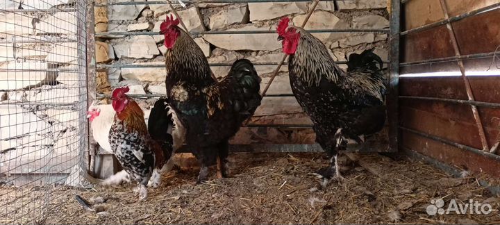 Куры петухи