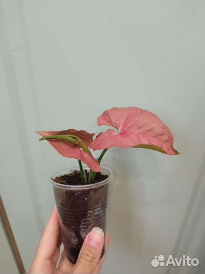 Сингониум Пинк неон