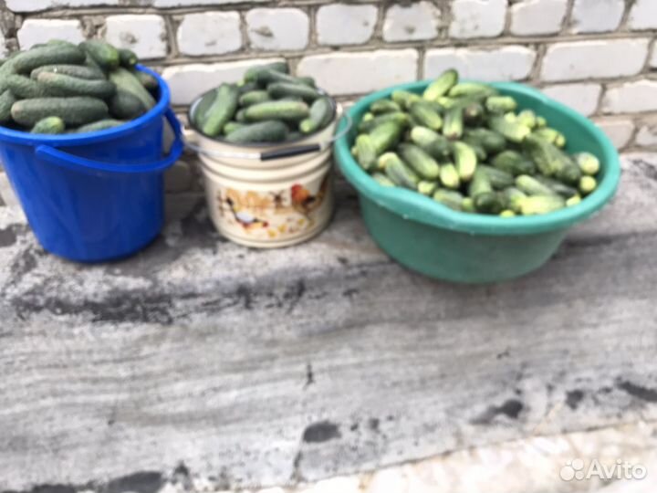 Огурцы свежие