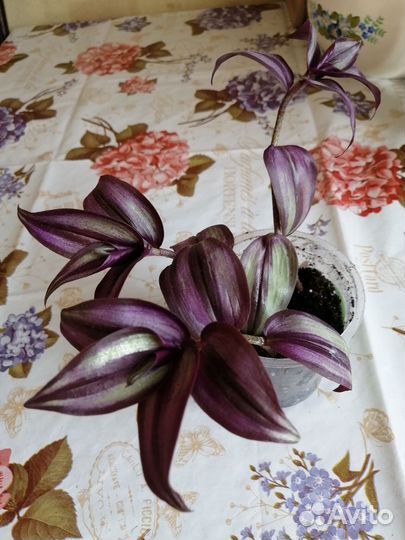 Традесканция зебрина