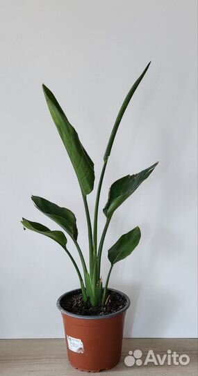 Стрелиция регина, 50 см