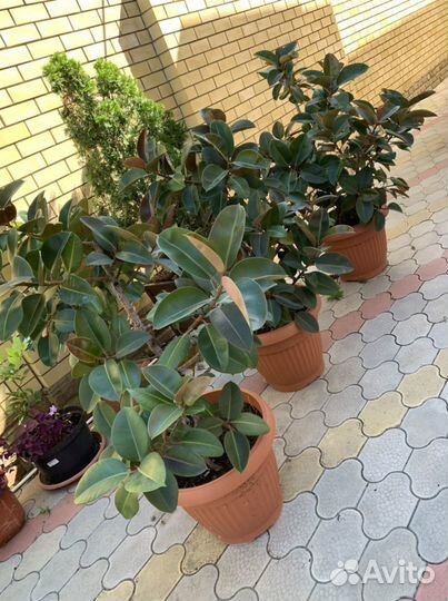 Фикус домашнее растение