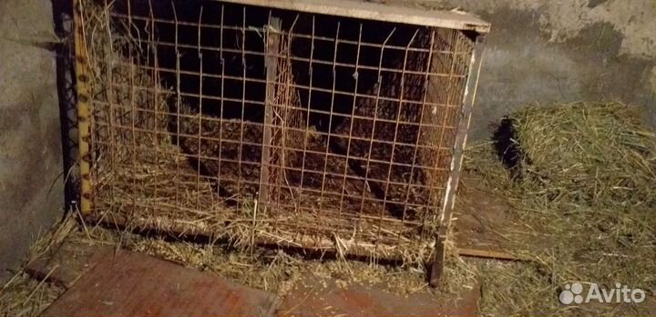 Клетка для кроликов