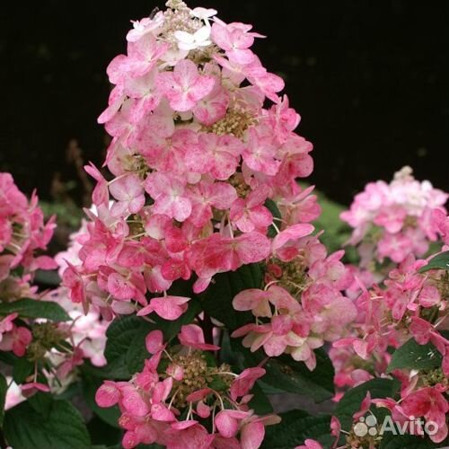 Гортензия метельчатая Мэджикал Файр