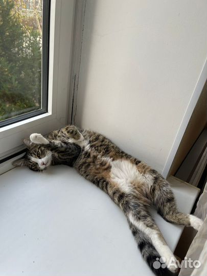 Кошечка в добрые руки