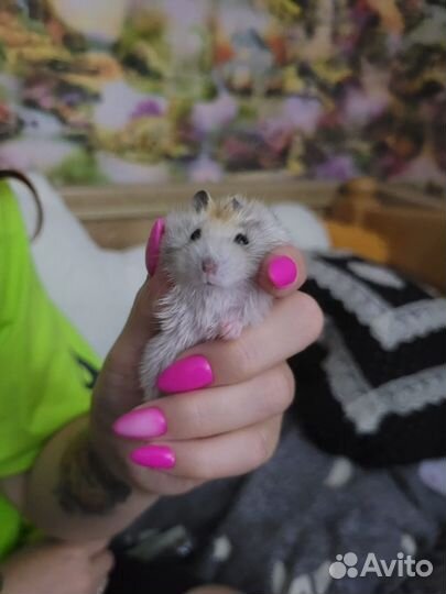 Отдам хомяка