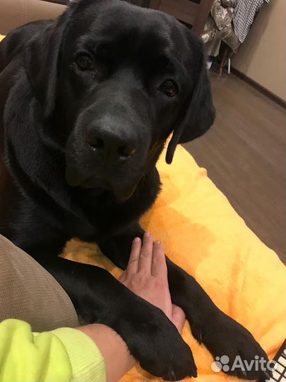 Вязка Лабрадор