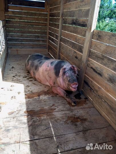 Хряк пьетрен Макстер