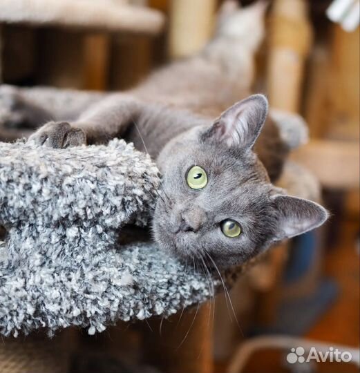 Котик из приюта в дар, 1,5 года